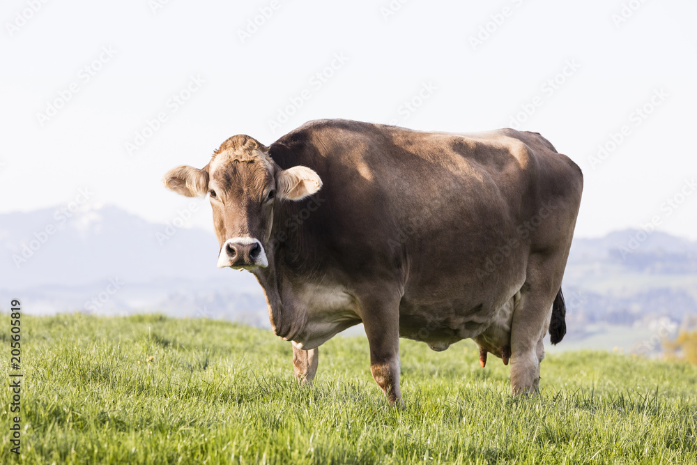 春天的早晨，瑞士棕牛品种的一头大而漂亮的老牛站在草地上。