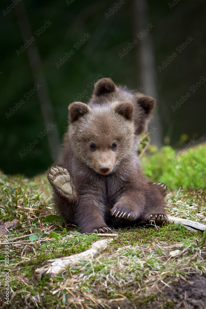 野生棕熊幼崽特写