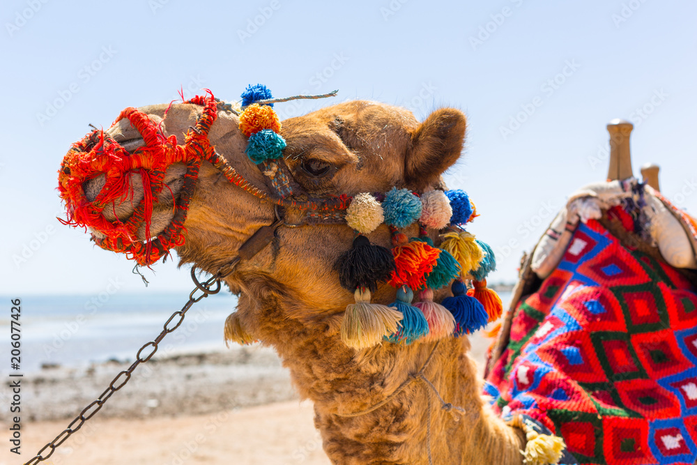 埃及赫尔格达海滩上的骆驼