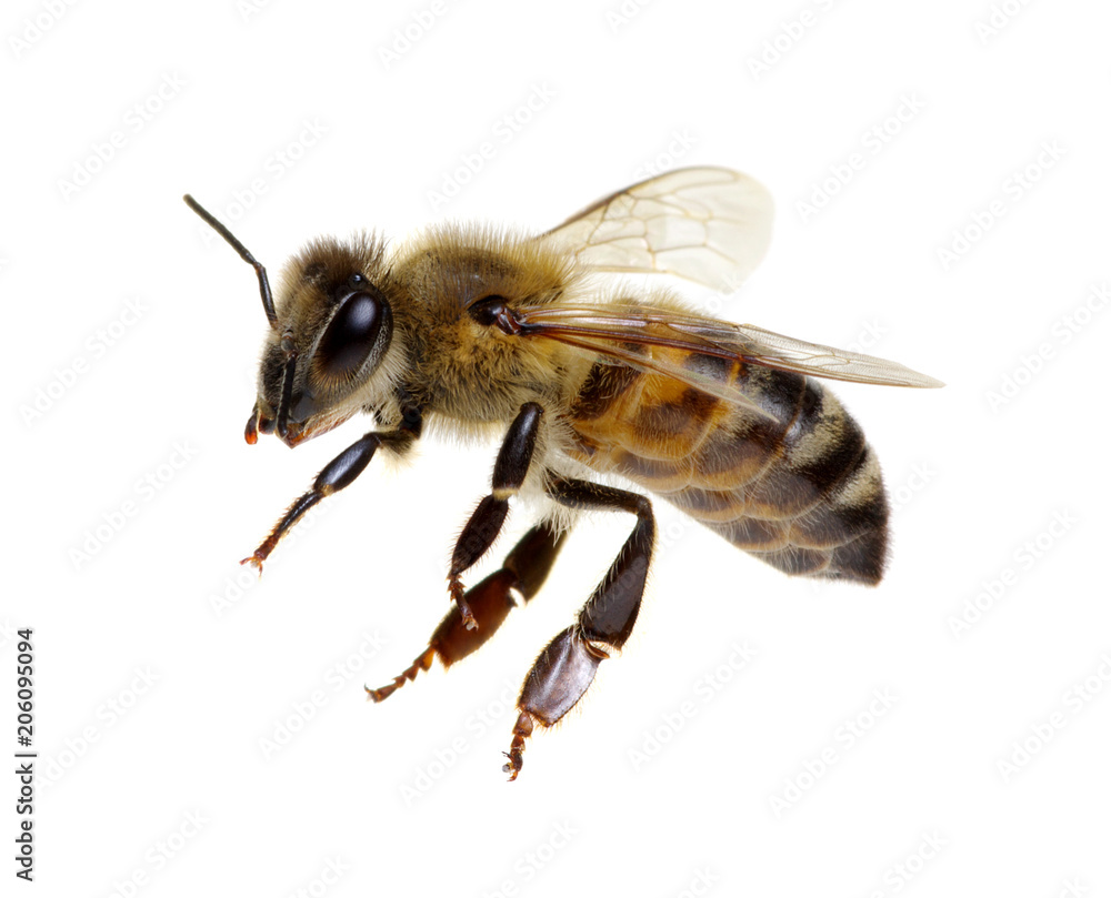 白色隔离蜜蜂