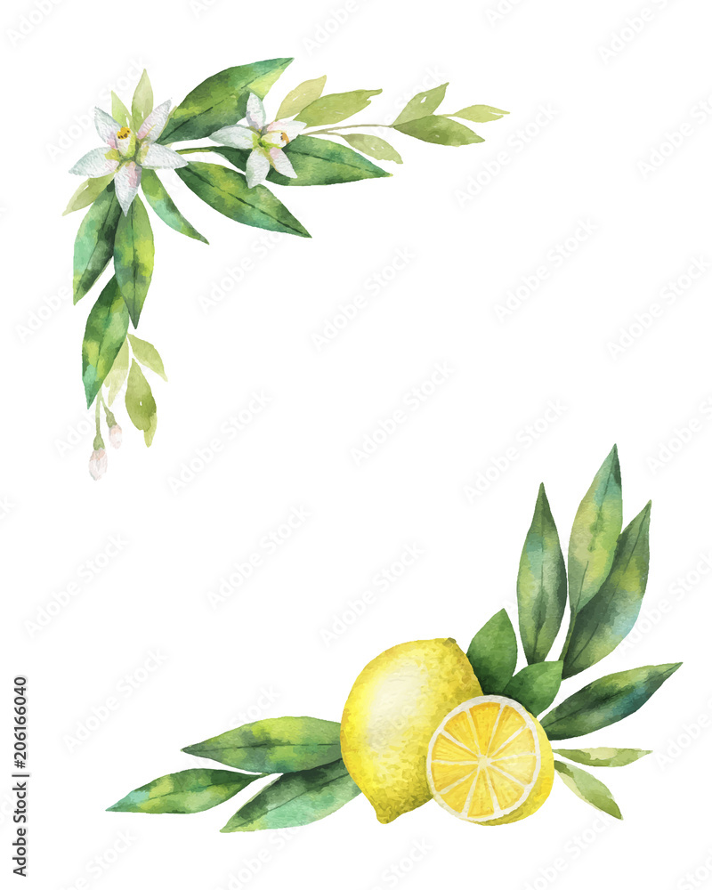 水彩矢量手绘柠檬和叶子花环。