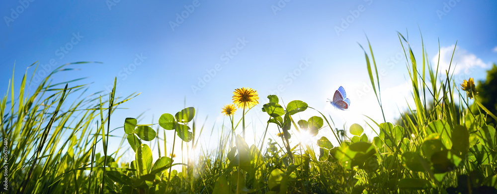 夏日清晨，新鲜的绿草三叶草、蒲公英花和蝴蝶在蓝天下飞翔