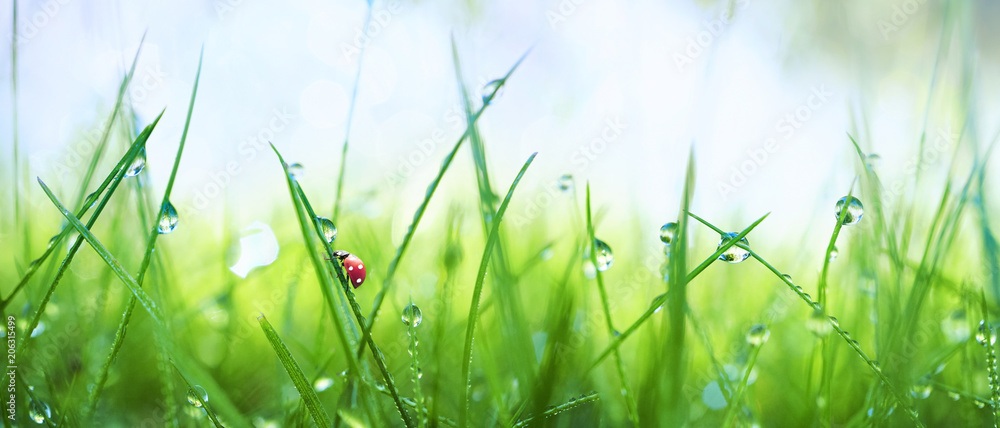 清晨露水中的新鲜多汁的嫩草和夏春时节的瓢虫。