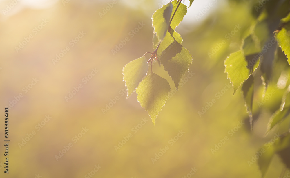 芬兰日落下美丽的桦树叶子。新鲜的树叶。复制空间。