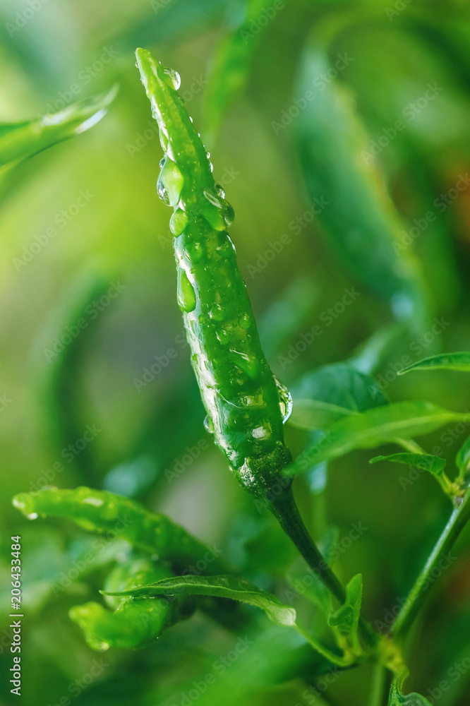 在柔和的光线和模糊的背景下，花园里的树上有水滴的绿辣椒。