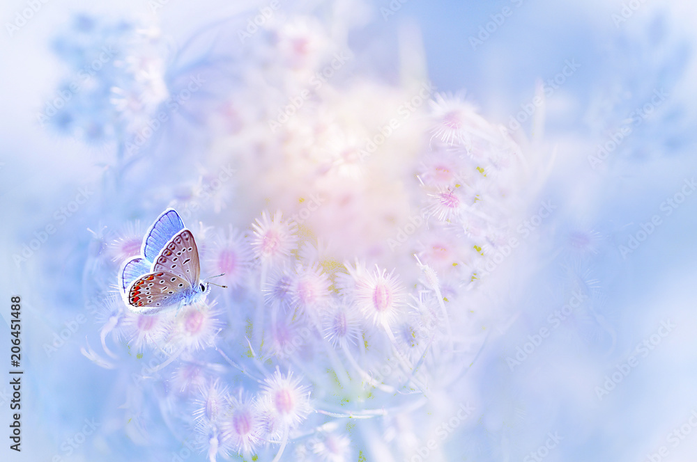 一只温柔的蓝色蝴蝶，栖息在自然中蓬松的粉色花朵上，颜色柔和柔和，焦点柔和，m