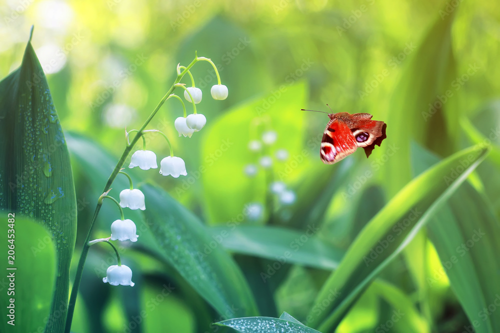 美丽的蝴蝶孔雀眼飞越森林空地上洁白娇嫩的百合花