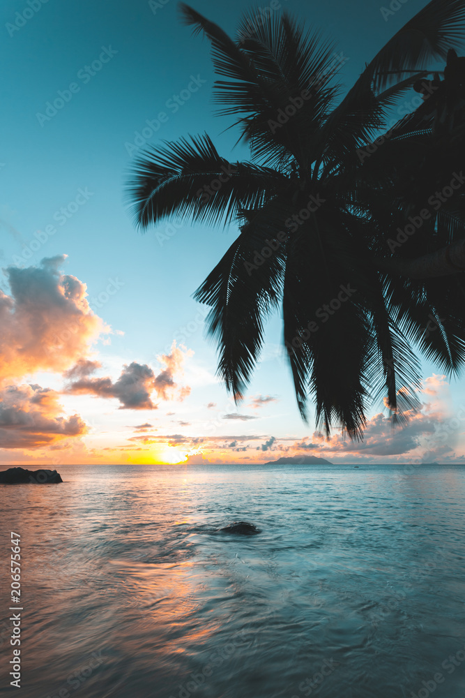 日落时塞舌尔的椰子树