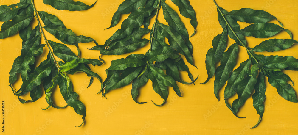 热带树木绿叶平铺在明亮的黄色背景上，俯视图，构图广阔。Sp