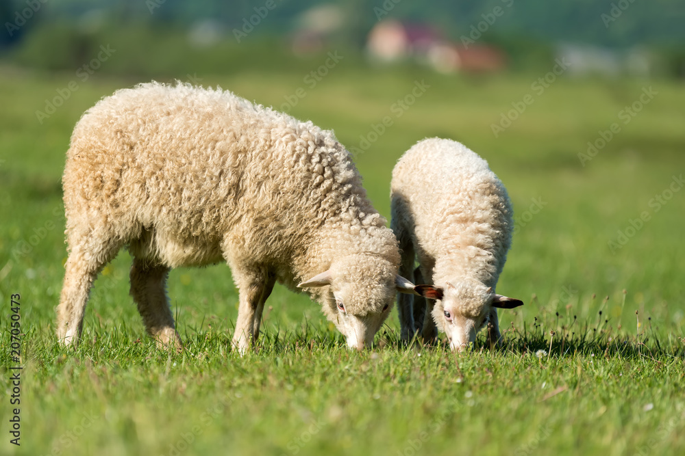 山上草地上的绵羊