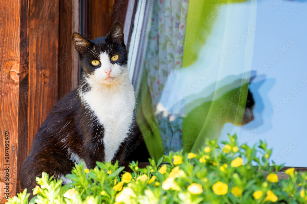 猫在一个有花的木屋的旧窗户上