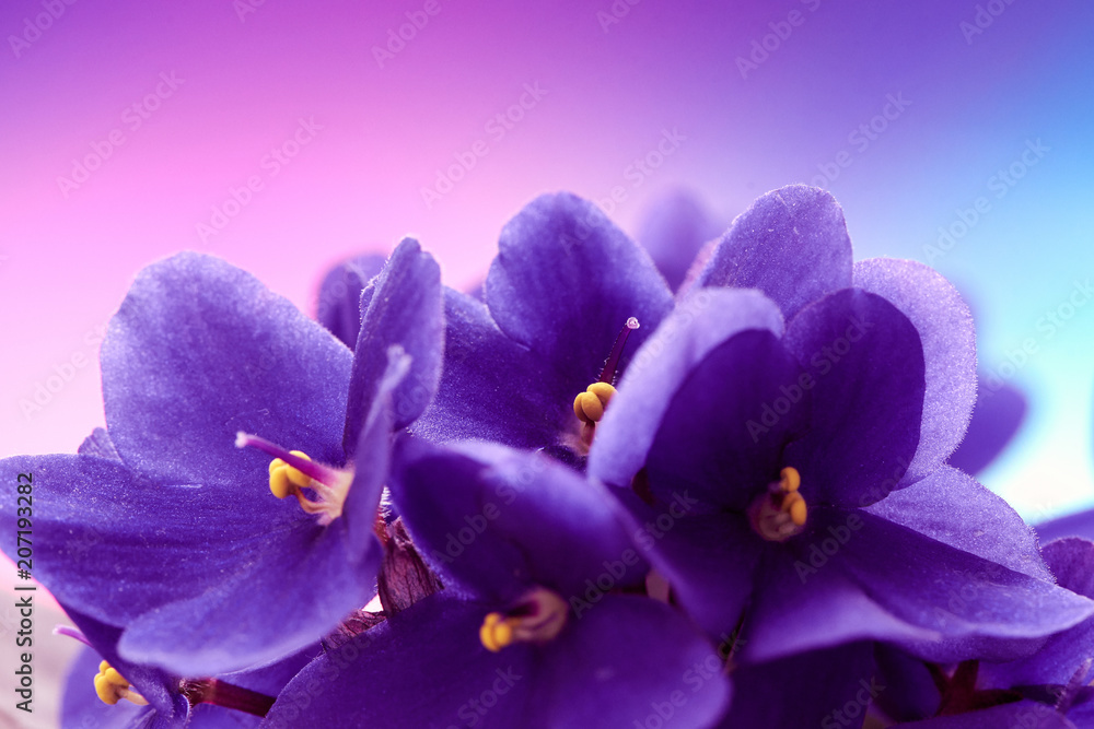 美丽的春天背景，紫罗兰花。微距拍摄。壁纸。