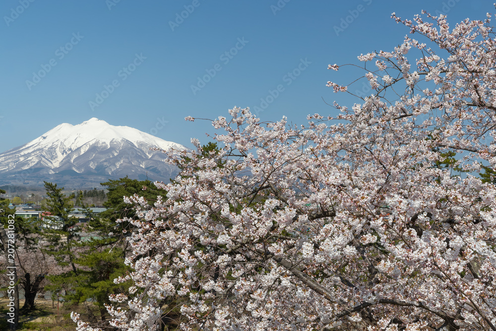 伊和山和樱花在春天绽放。岩城山是一座位于西南部的复合火山