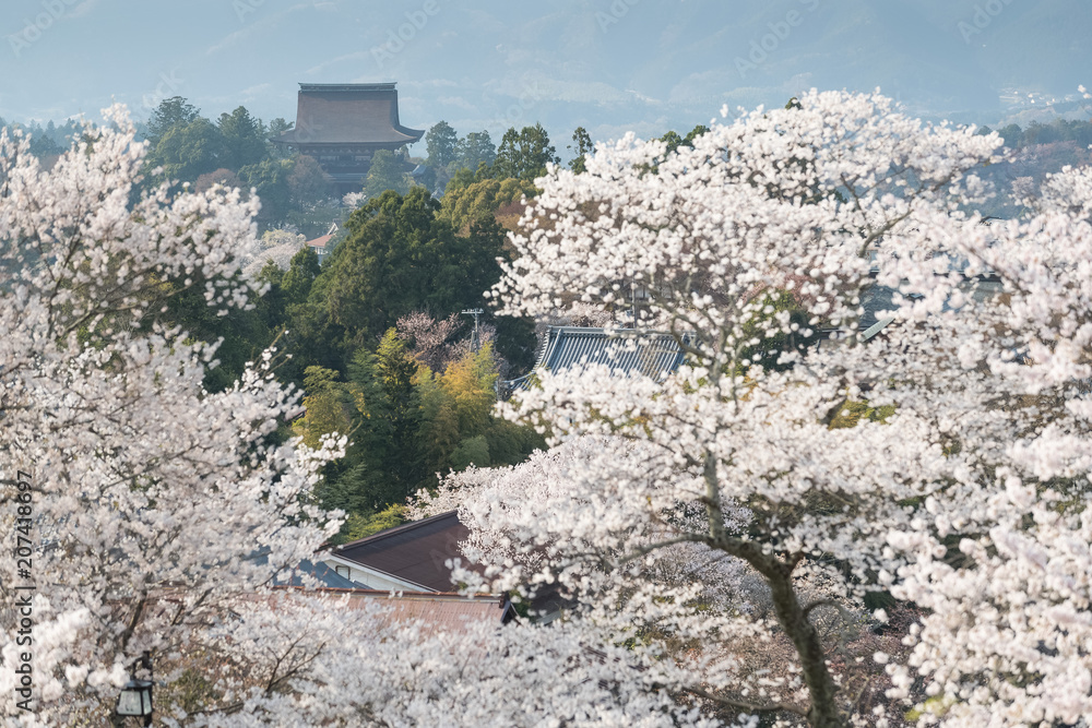 Yoshinoyama sakura cherry blossom . Mount Yoshino  in Nara Prefecture, Japans most famous cherry bl