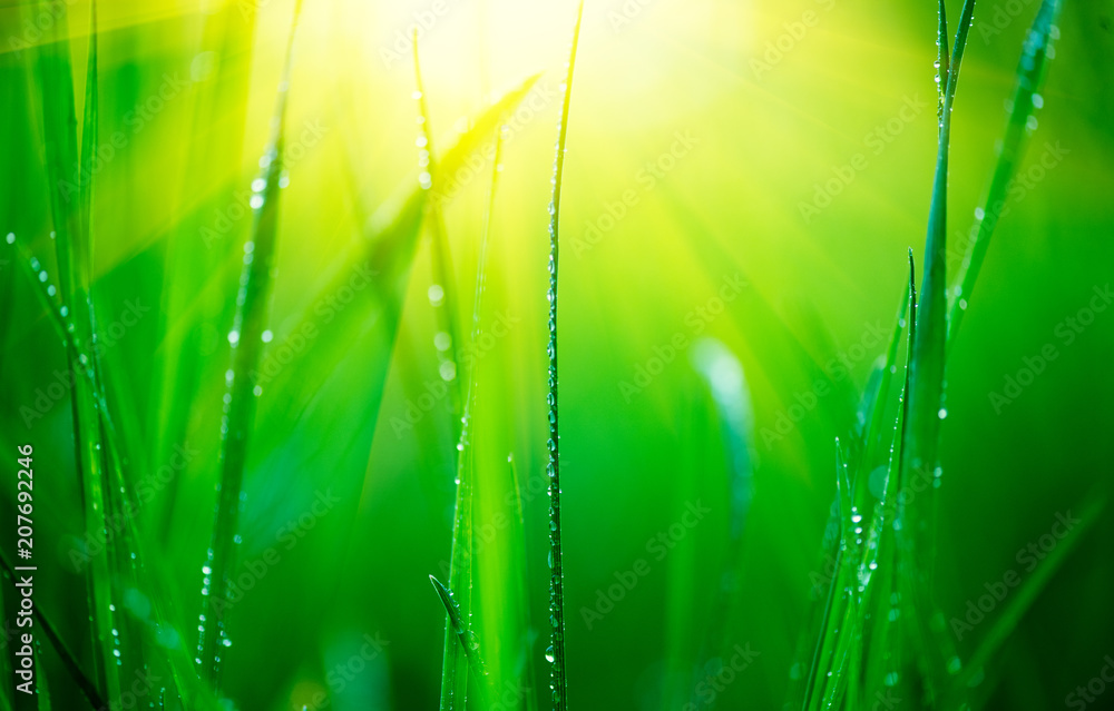 草。清新的绿色春草，露珠特写。柔和的焦点。抽象的自然泉水背景
