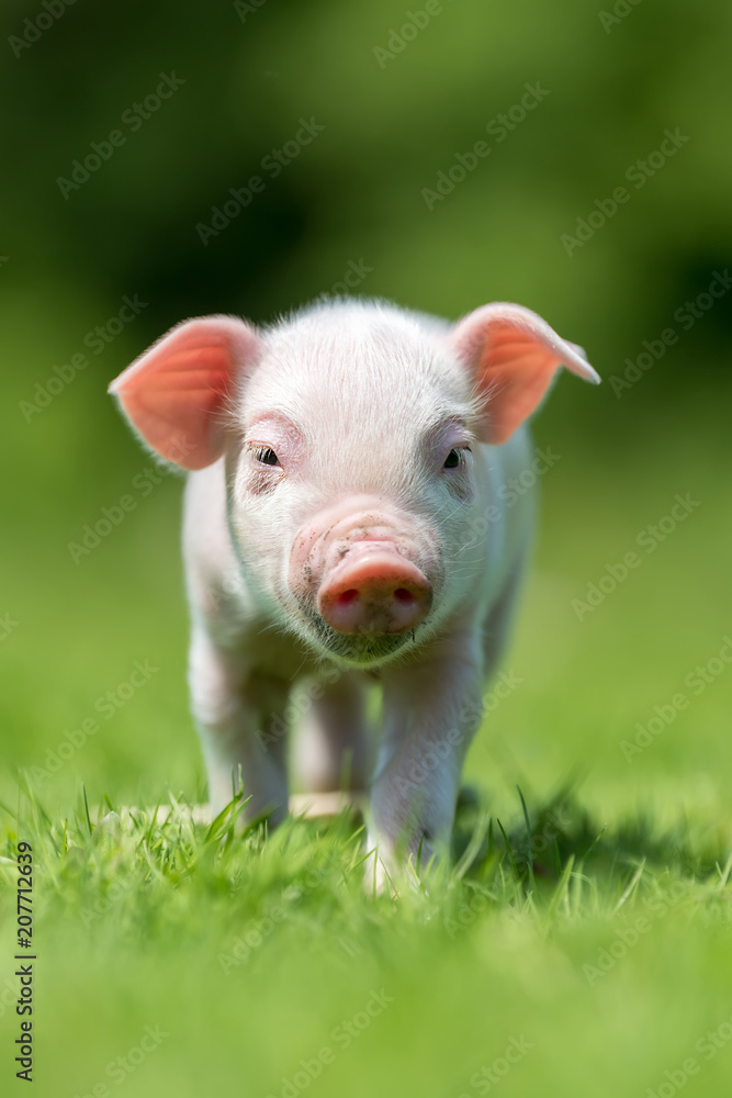 春日绿草上的新生小猪