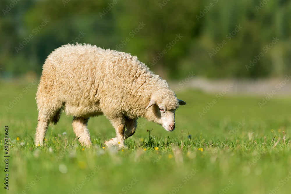 山里草地上的羊