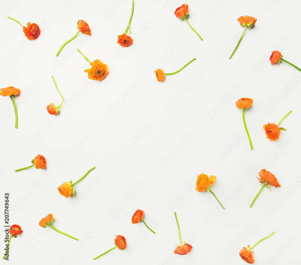 花卉质地、图案或壁纸。白色背景上平放明亮的橙色毛茛花。