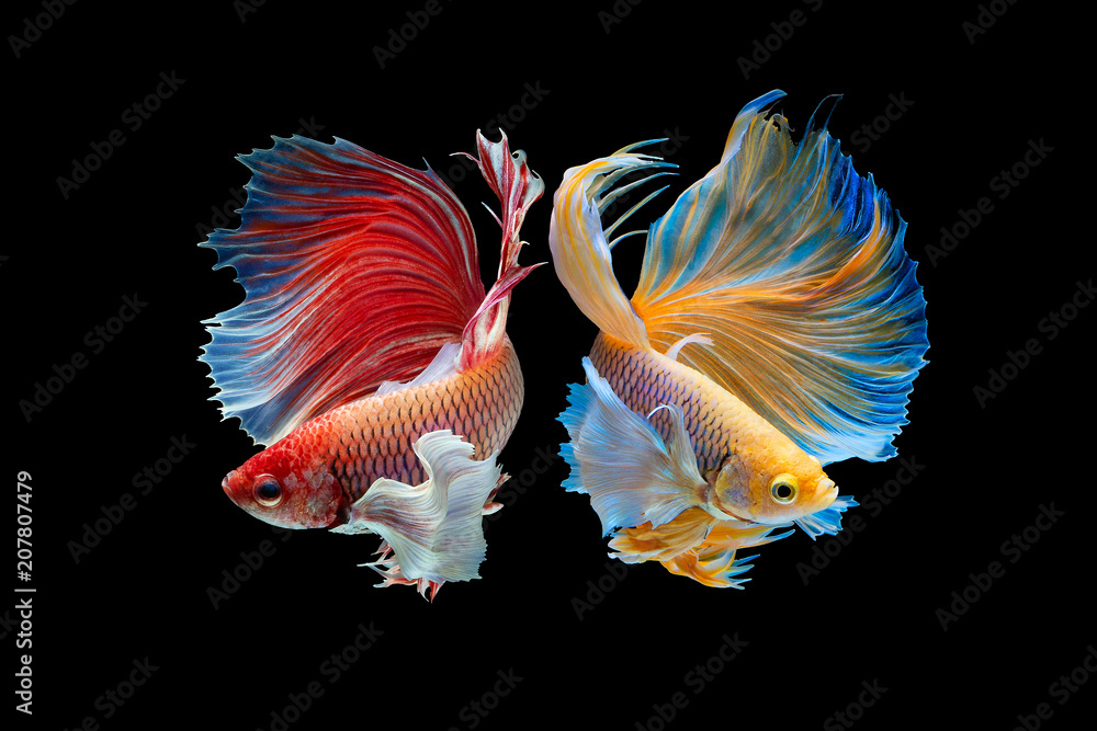 The moving moment beautiful of yellow and red half moon siamese betta fish or dumbo betta splendens 