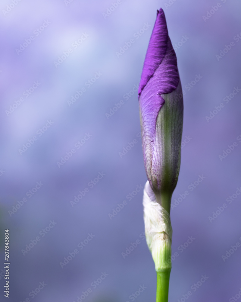紫须鸢尾芽