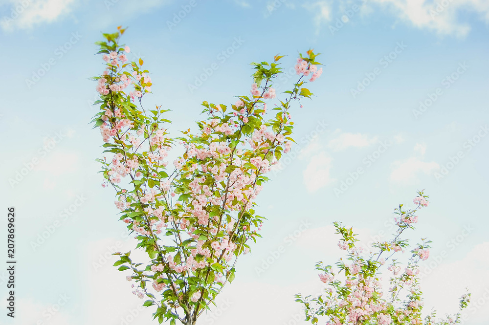 春天开花的树，粉红色的小花，绿色的叶子，蓝色的天空