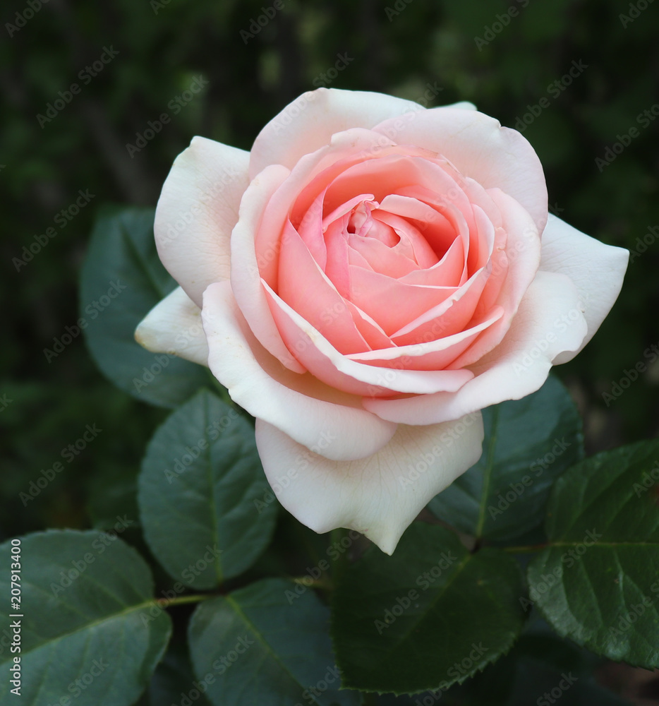 特写美丽的粉色玫瑰，在树叶模糊的有机花园中拍摄。免费地点