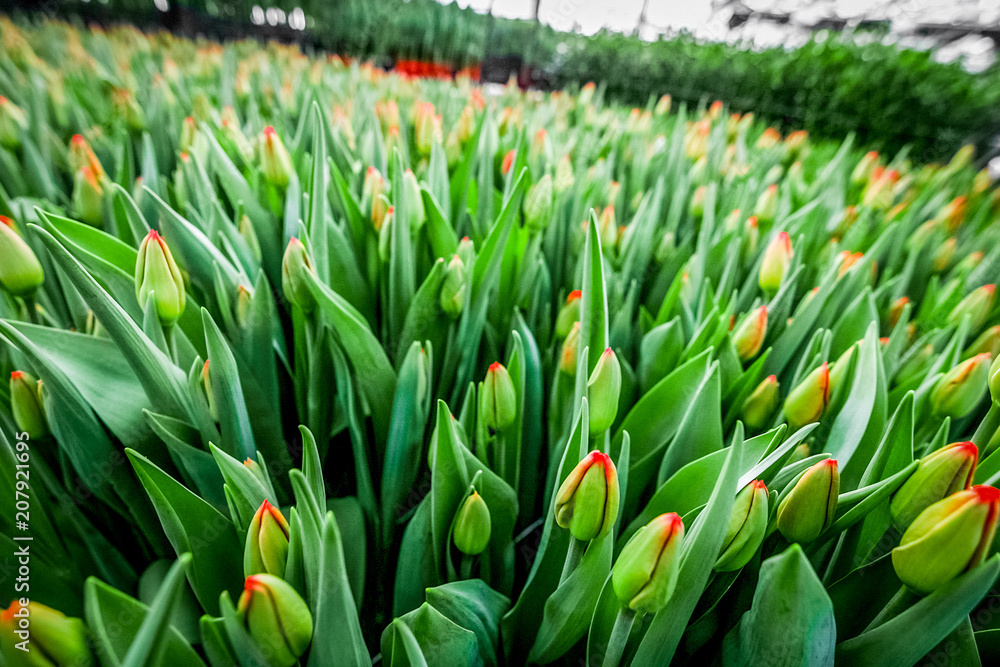 大型温室中郁金香的工业栽培