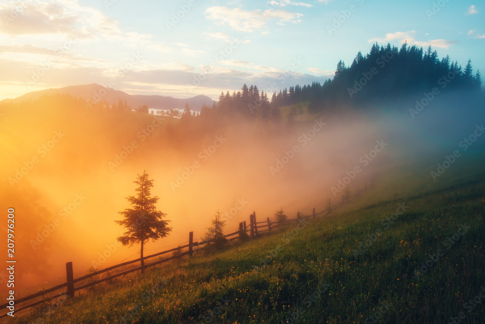 日出时的山谷。阳光照射下令人惊叹的自然景象。地点：喀尔巴阡山脉