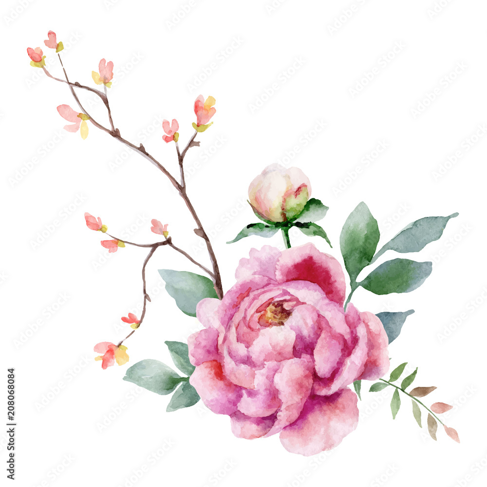 Watercolor vector hand painting illustration of peony flowers and green leaves.