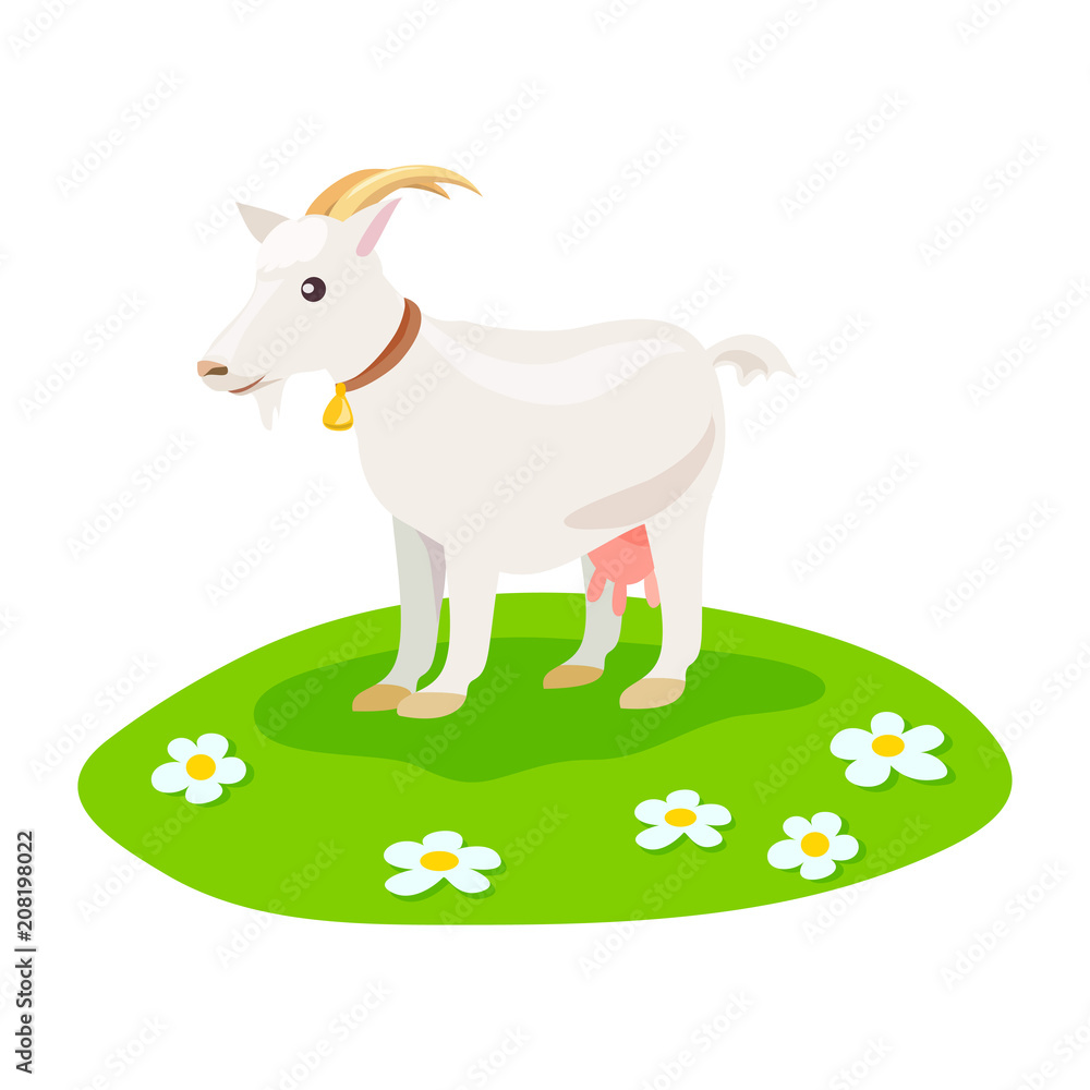 goat on green meadow isolated