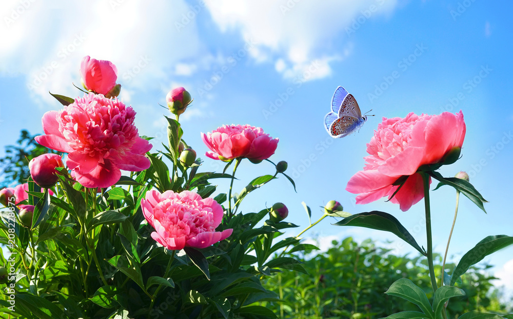 蓝天白云背景下美丽的粉色牡丹和自然界的蝴蝶