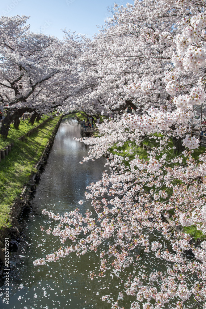 春季小运河樱花盛开