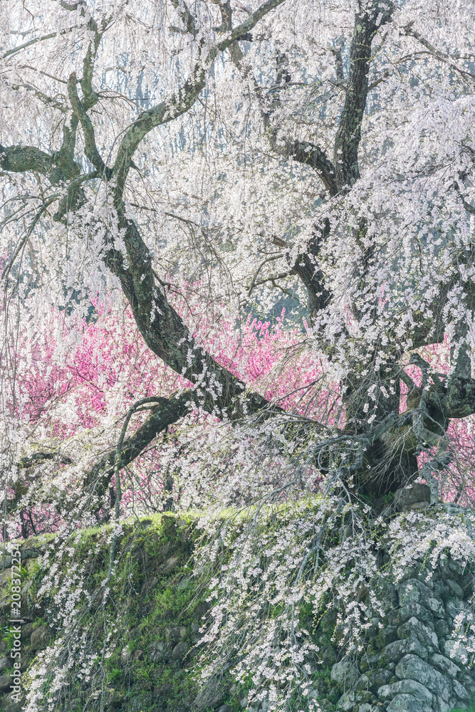 Matabei sakura，种植在奈良县宇田市洪果地区的受人喜爱的巨型悬垂樱花树