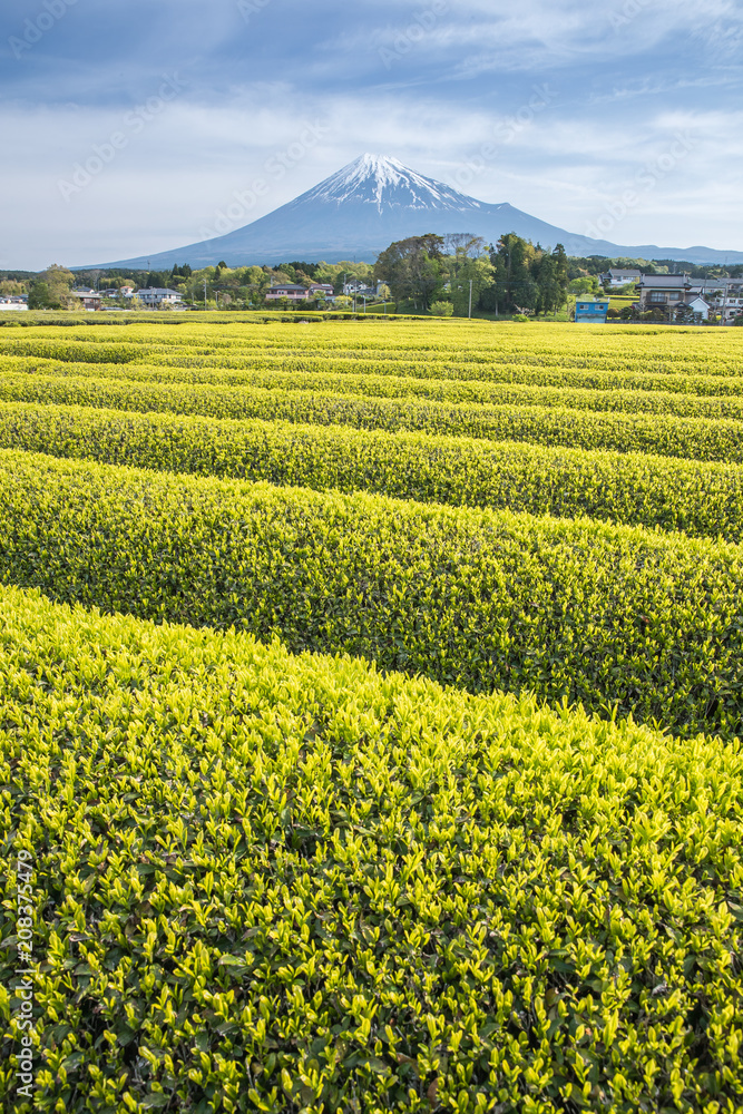 静冈县春天的茶园和富士山
