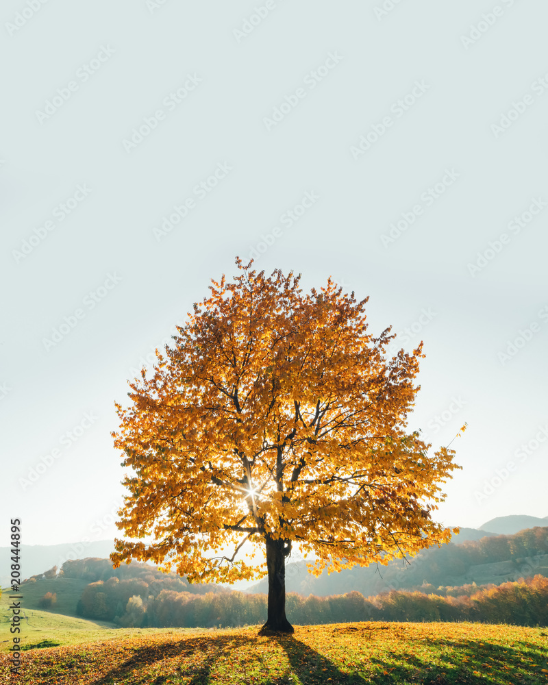 雄伟的山毛榉树，山谷中有阳光明媚的光束。戏剧性的彩色夜景。喀尔巴阡山