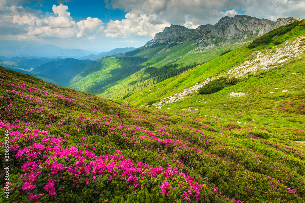 罗马尼亚喀尔巴阡山布切吉山区神奇的粉红色杜鹃花