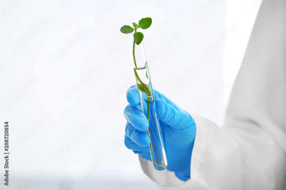 科学家拿着白底植物试管