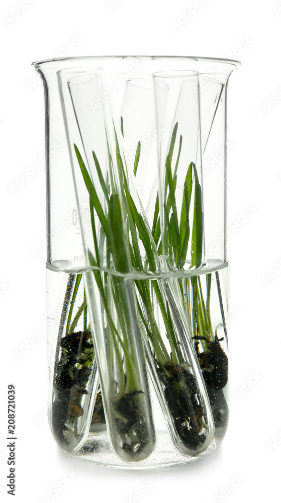 玻璃瓶中有植物的试管，白色隔离
