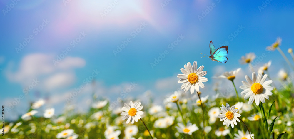 Chamomiles daisies macro in summer spring field on background blue sky with sunshine and a flying bu