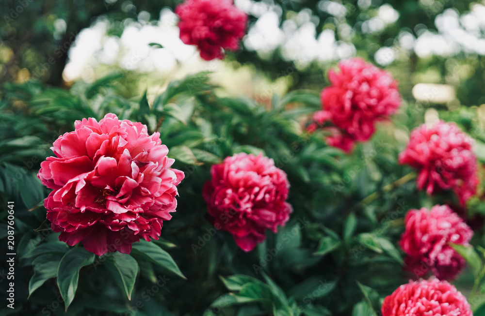 花园里灌木上美丽的深红色粉红色大牡丹花，特写镜头，焦点柔和。