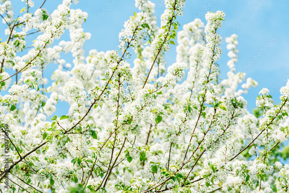 春天的白苹果树花