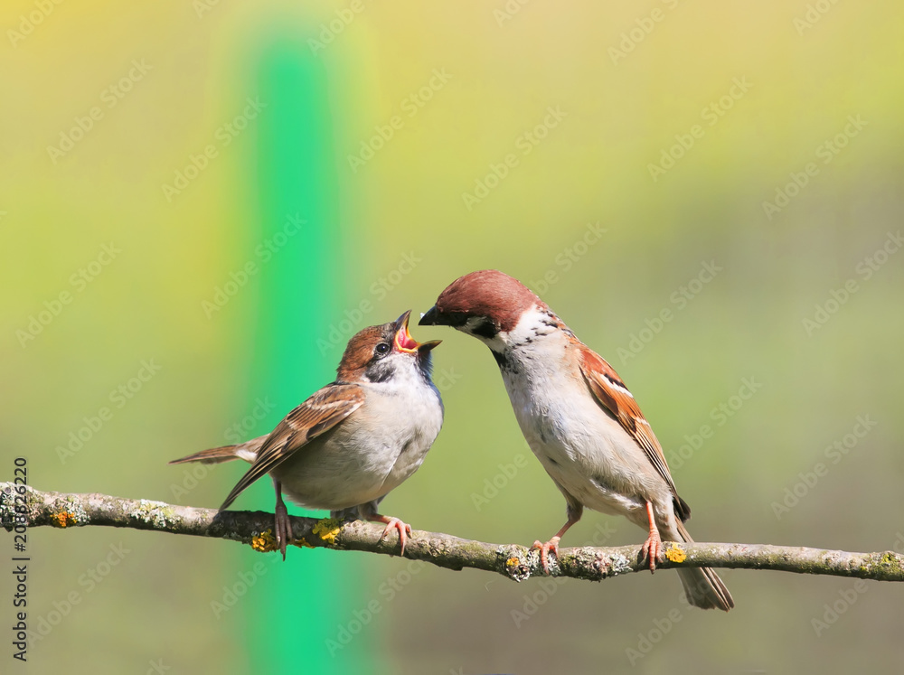 夏天，麻雀在树枝上用一个张开的喙喂他的小可爱的饥饿小鸡