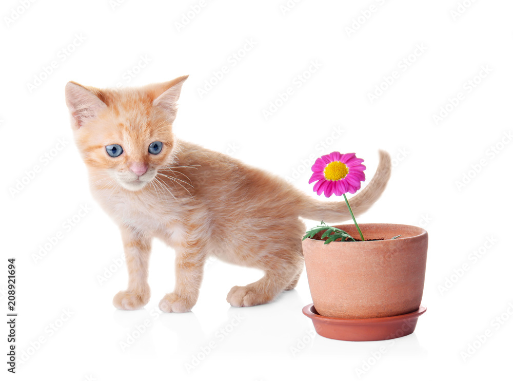白色背景上有室内植物的有趣小猫