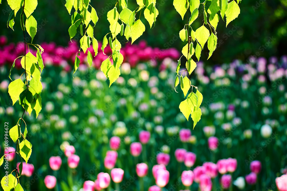 花园里郁金香的景色。