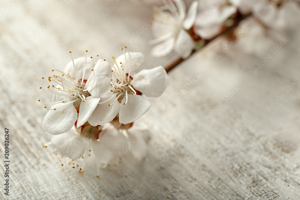 Beautiful blossoming branch on light wooden background, closeup