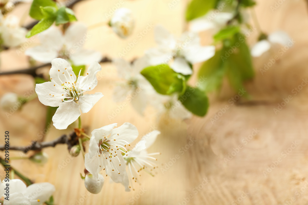 Beautiful blossoming branch against blurred background, closeup