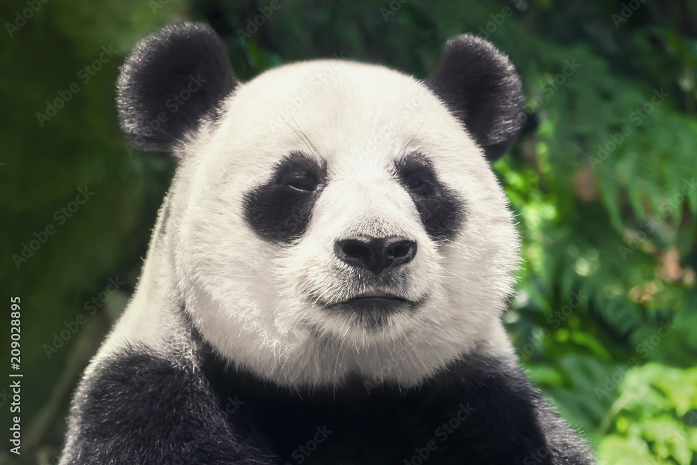 可爱的黑白熊猫，特写
