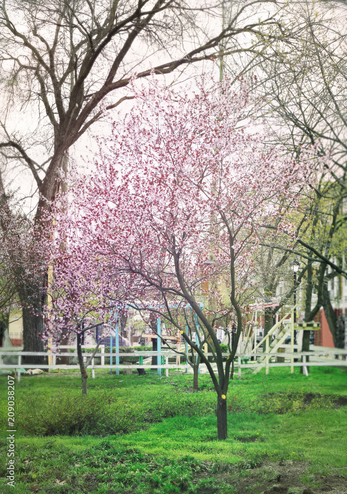 城市春日树开花