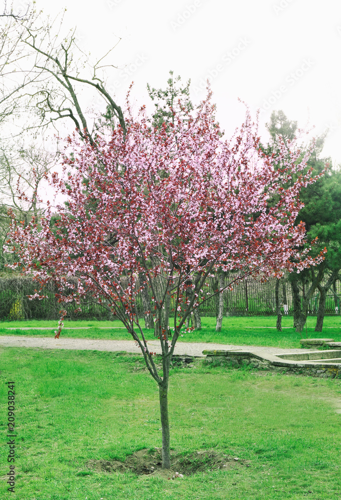 春天公园里的开花树