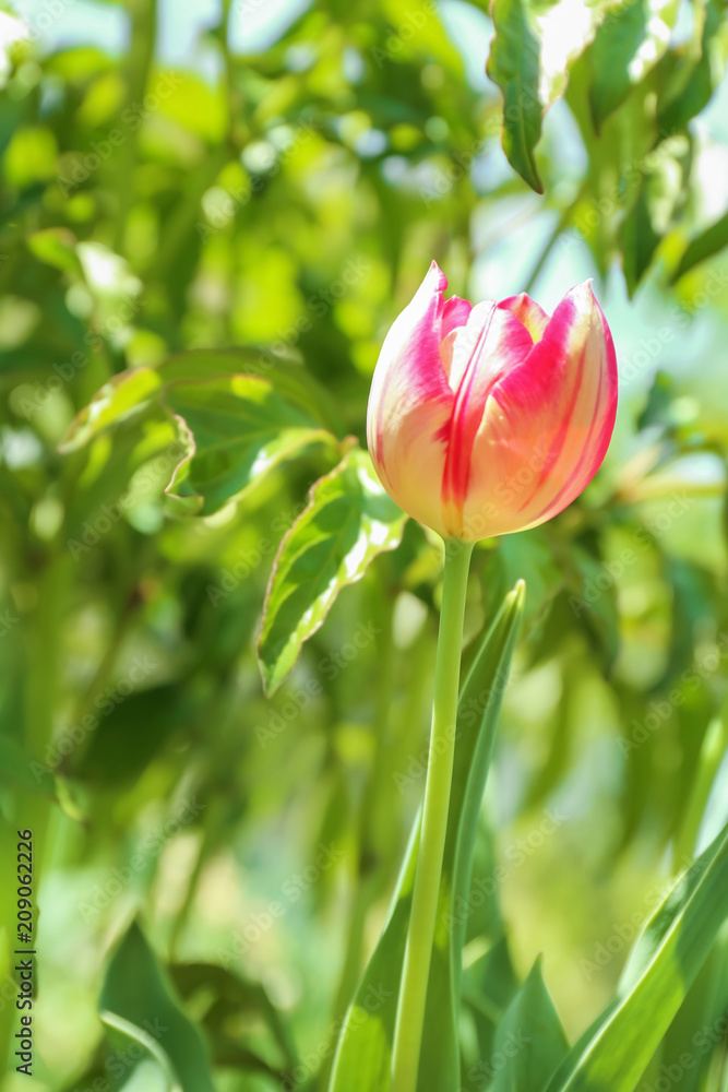 阳光明媚的春天，美丽的郁金香在户外绽放